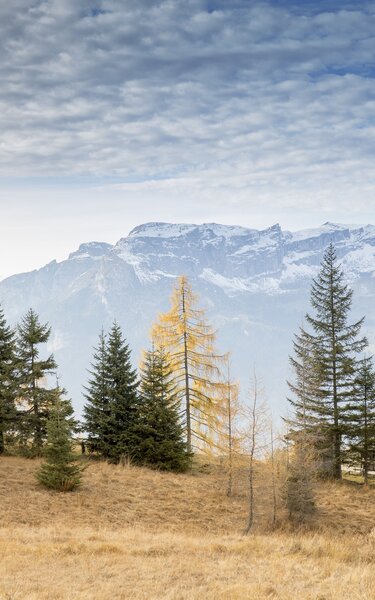 Herbststimmung auf der Holzalm Zimmermoos  | © Alpbachtal Tourismus | Matthias Sedlak  Auf diesem Bild zu sehen, ist ein Stück Wald mit einer kleinen Hütte, im Hintergrund die weißen Bergspitzen | © Alpbachtal Tourismus | Matthias Sedlak
